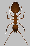 FOURMI2.gif (1220 octets)